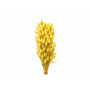 Dried Lagurus X5 Yellow Bunch
