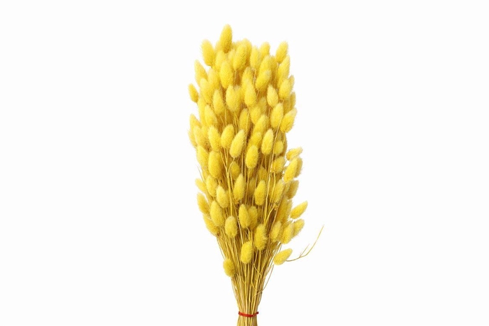 <h4>Dried Lagurus X5 Yellow Bunch</h4>