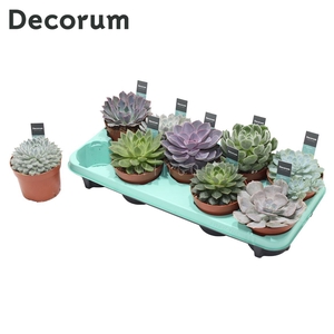 Echeveria Mix (9spc.) (decorum) Decorum+Steker