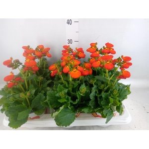 Calceolaria  'Calynopsis Orange'