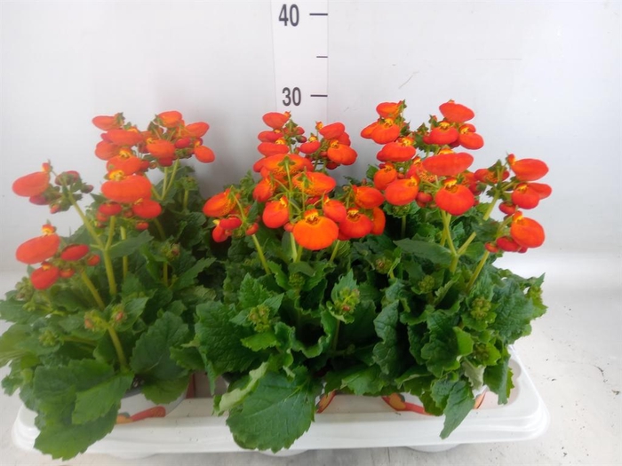 <h4>Calceolaria  'Calynopsis Orange'</h4>