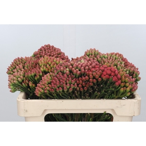 Kaaps Groen Red Brunia