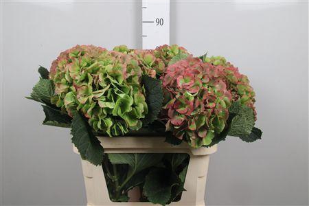 <h4>Hydr Cl Verena</h4>