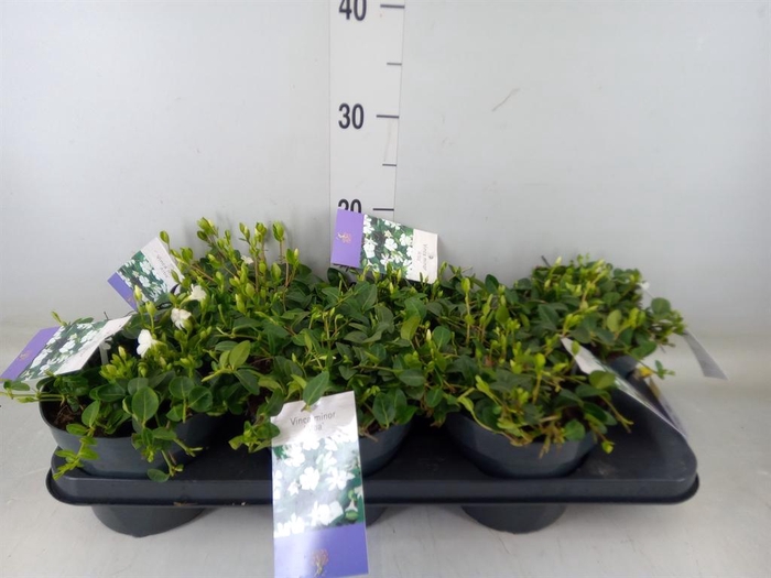 <h4>Vinca minor 'Alba'</h4>