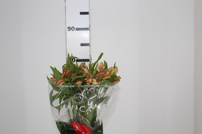 <h4>ALSTROEMERIA CANYON 080 CM</h4>