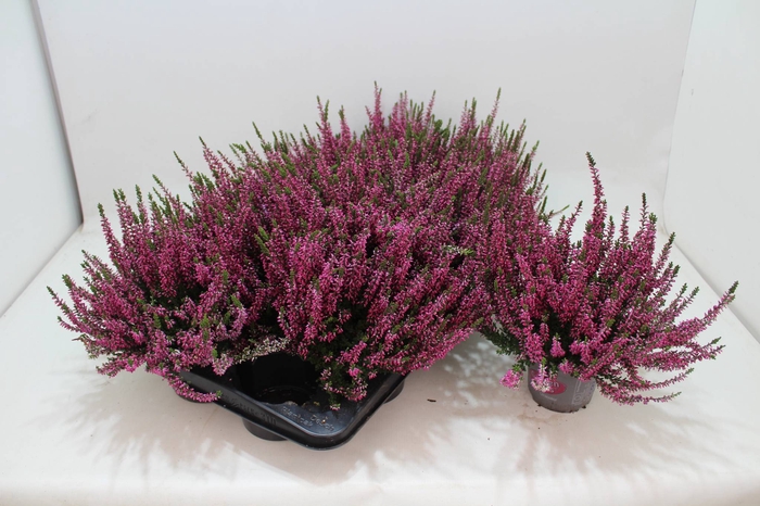 <h4>Calluna G-G lila</h4>