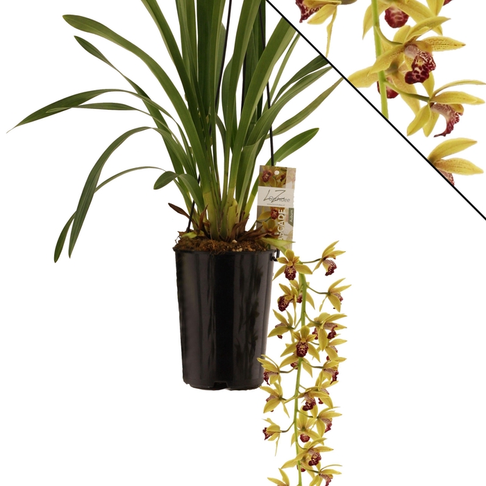 <h4>Auburn 1 tak</h4>