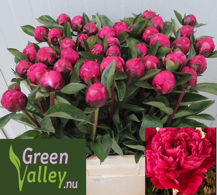 <h4>Paeonia Red Sarah Bernhardt</h4>