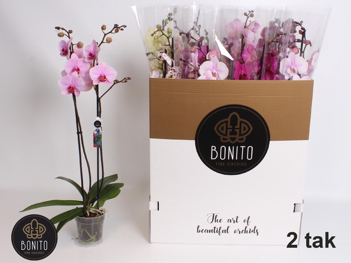 <h4>PHAL GEM 8 KL</h4>