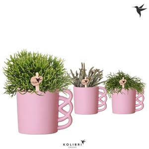 Kolibri Greens Rhipsalis mix in Happy Mug pot pink