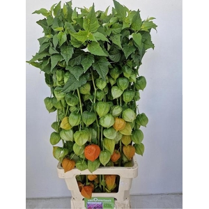 PHYSALIS LAMPION TAK