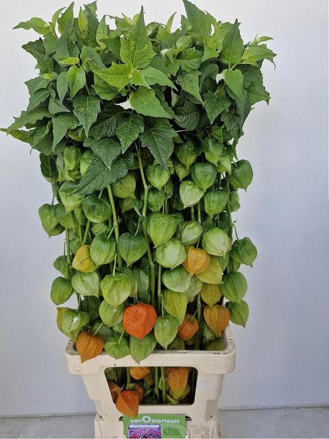 <h4>PHYSALIS LAMPION TAK</h4>