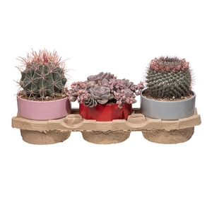 BICOLOR CERAMIC POT Ø 15 - MIX CACTUS AND SUCCULENTS - ECO TRAY 3 PCS (CACTUS EN SUCCULENTEN)