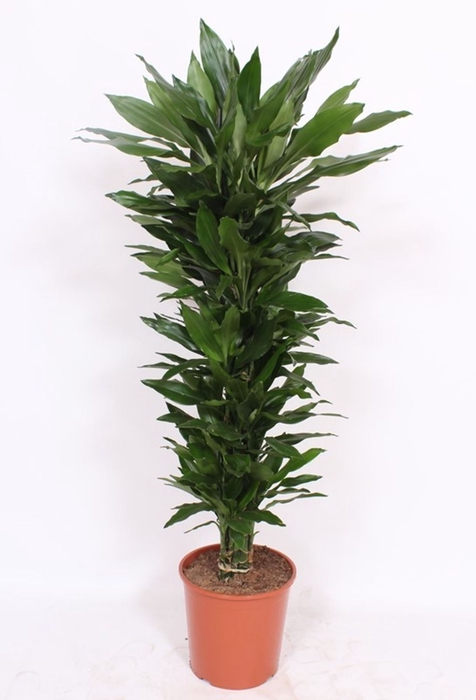 Dracaena Janet Lind