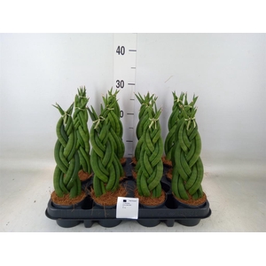 Sansevieria cyl.  ...