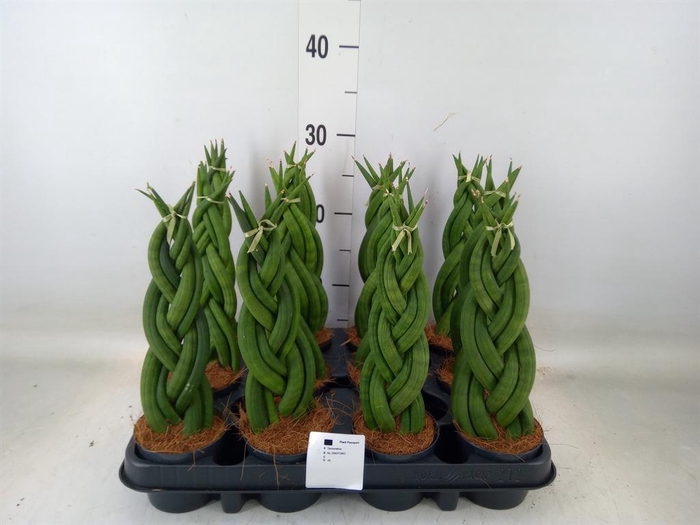 <h4>Sansevieria cyl.  ...</h4>