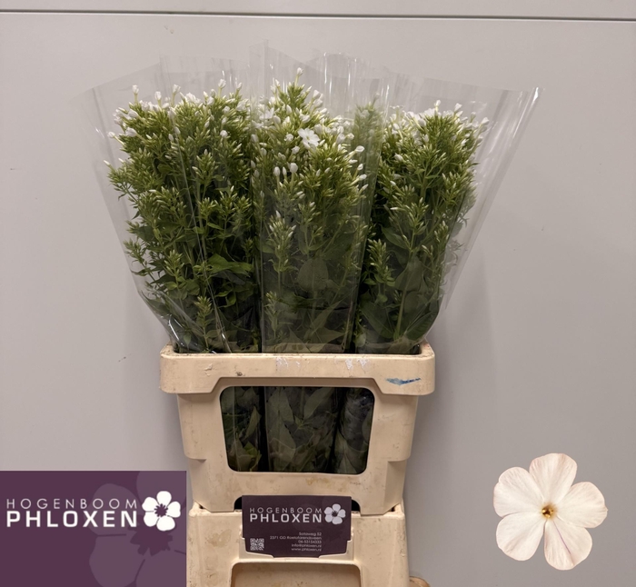 <h4>PHLOX P ICECAP</h4>