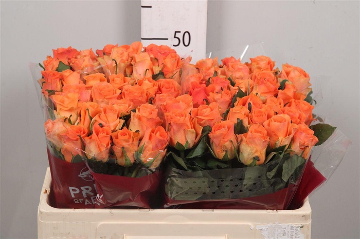 <h4>R Gr On Fire</h4>