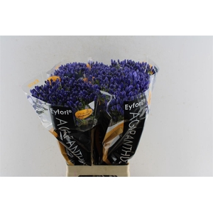 Agapanthus Eyfori Blue