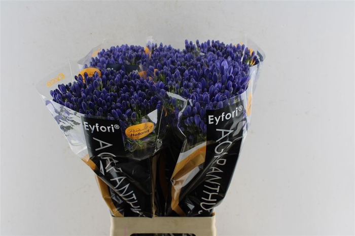 <h4>Agapanthus Eyfori Blue</h4>