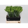 Ornithogalum thyrs. 'Mount Fuji'