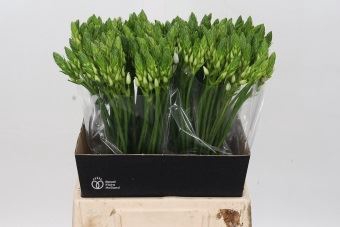 <h4>Ornithogalum thyrs. 'Mount Fuji'</h4>
