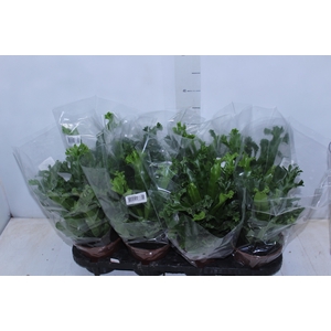 ASPLENIUM LESLIE P15