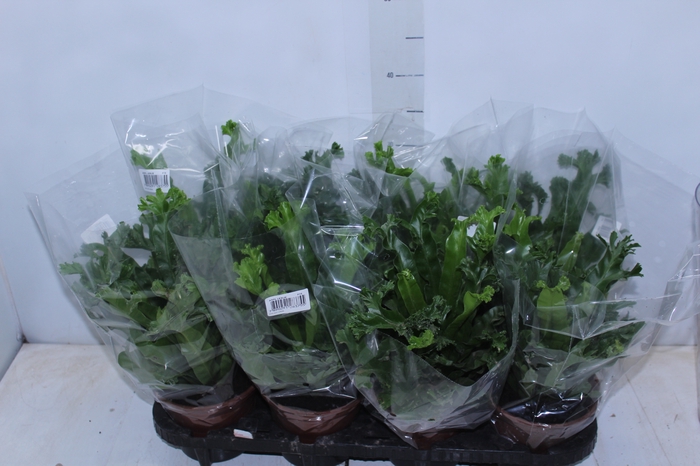 <h4>ASPLENIUM LESLIE P15</h4>