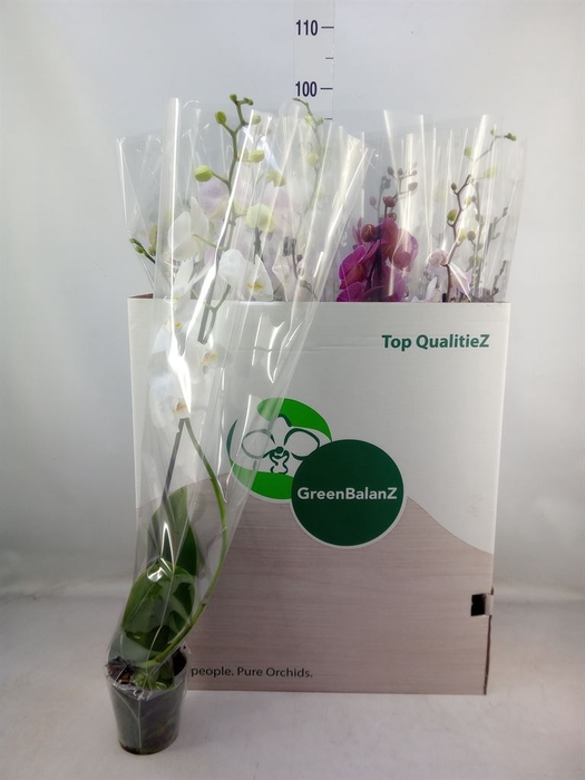 <h4>Phalaenopsis   ...mix</h4>
