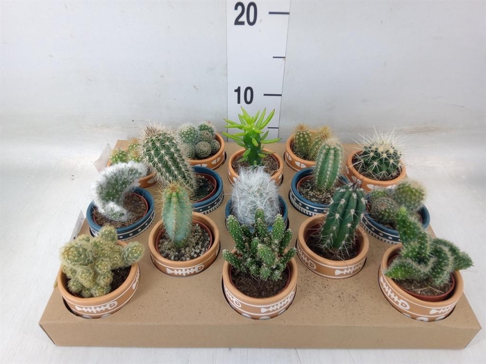 <h4>Cactus   ...</h4>