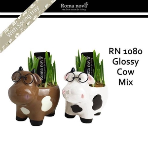 arr4 Narcis RN - Glossy cow mix