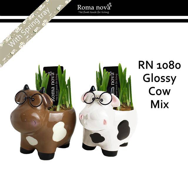 <h4>arr4 Narcis RN - Glossy cow mix</h4>