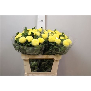 Chr G Sunny B Becker