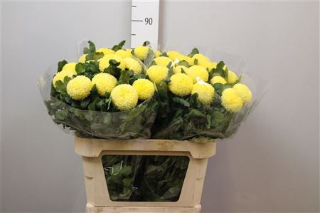 <h4>Chr G Sunny B Becker</h4>