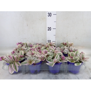 Tradescantia   ...