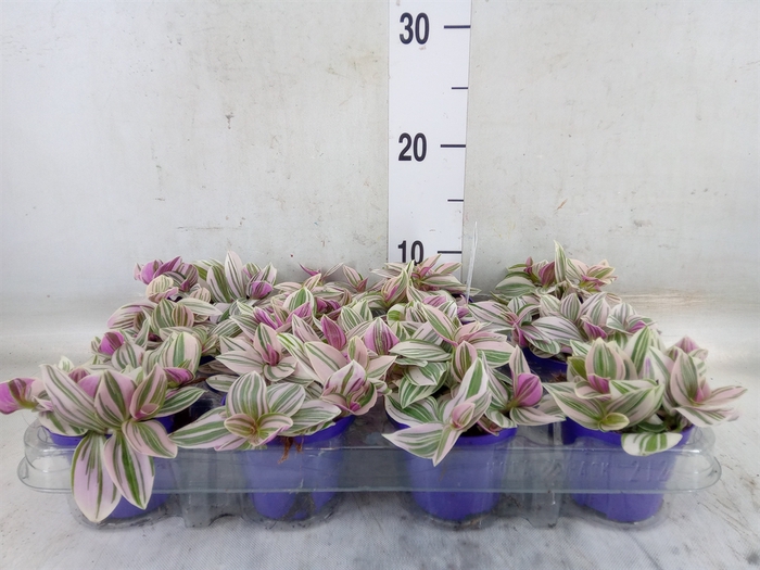 <h4>Tradescantia   ...</h4>