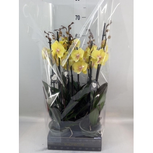 Phalaenopsis  'Manta Palau'