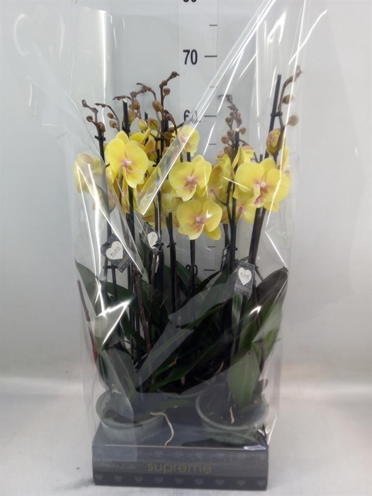 <h4>Phalaenopsis  'Manta Palau'</h4>