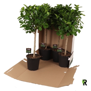 Ficus micr. Moclame bol op stam in fust 352