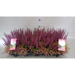 Calluna vulg. ...