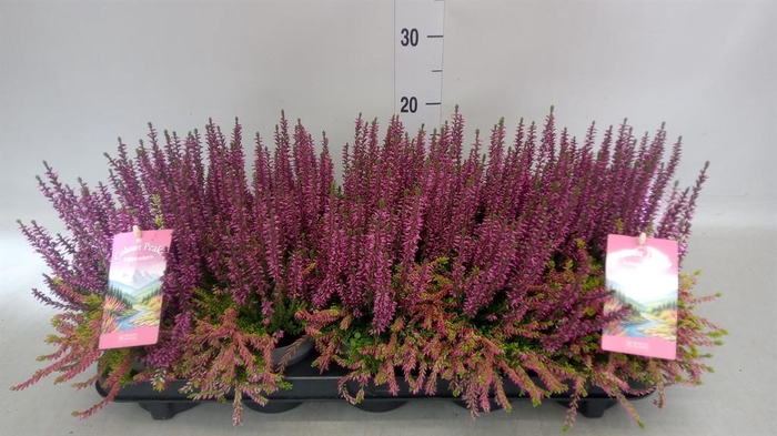 <h4>Calluna vulg. ...</h4>