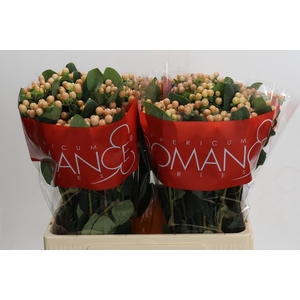 Hypericum Mellow Romance