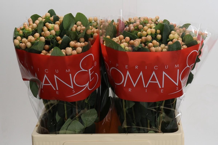 Hypericum Mellow Romance