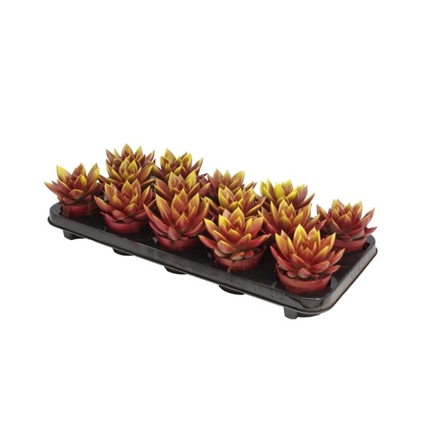 <h4>Echeveria Bicolor Red/Yellow</h4>