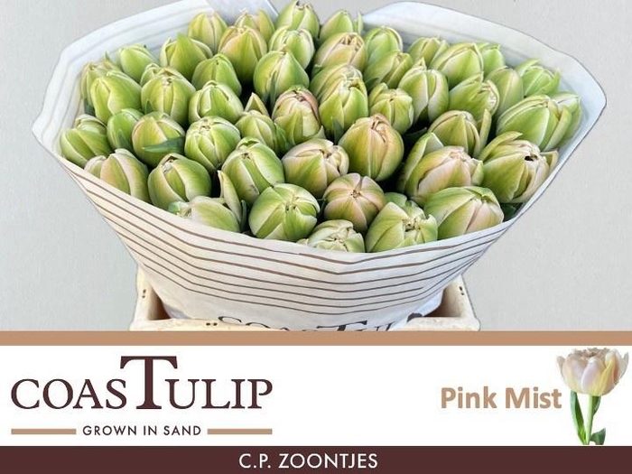 <h4>TU DU PINK MIST</h4>