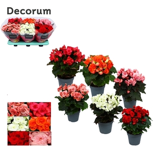 Begonia Gemengd MET WIT zonder geel Decorum