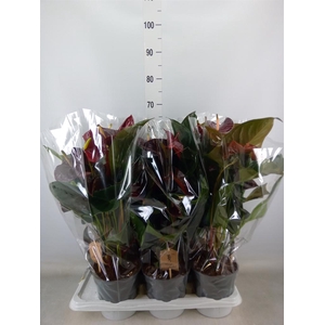 Anthurium andr. 'FC Tranquil'