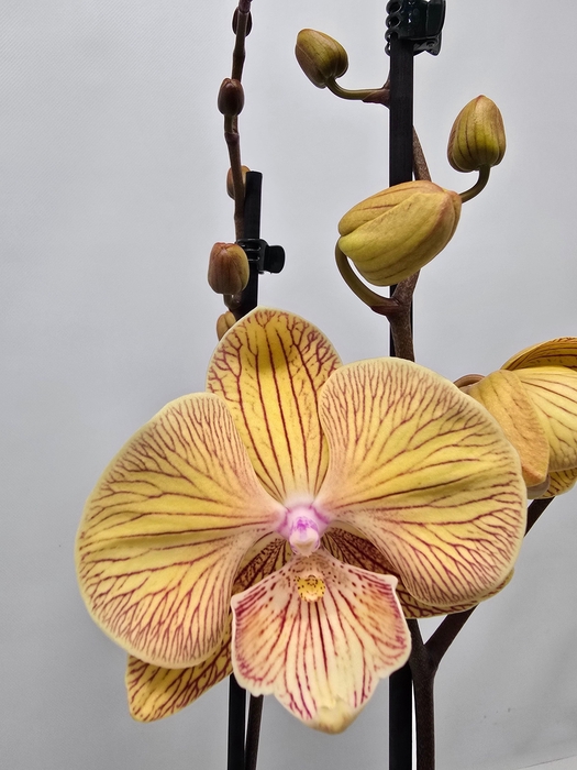 <h4>Limited 16 week 7</h4>