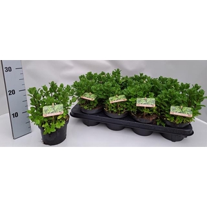 Mentha spicata 13Ø 20cm