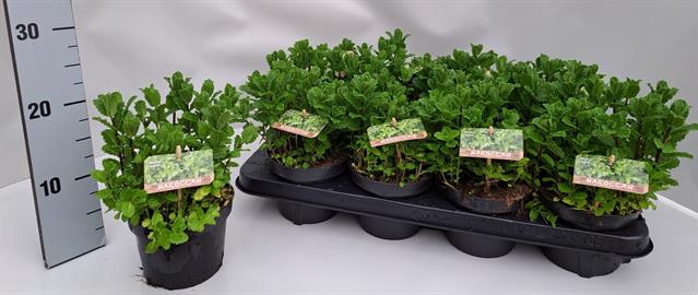 Mentha spicata 13Ø 20cm